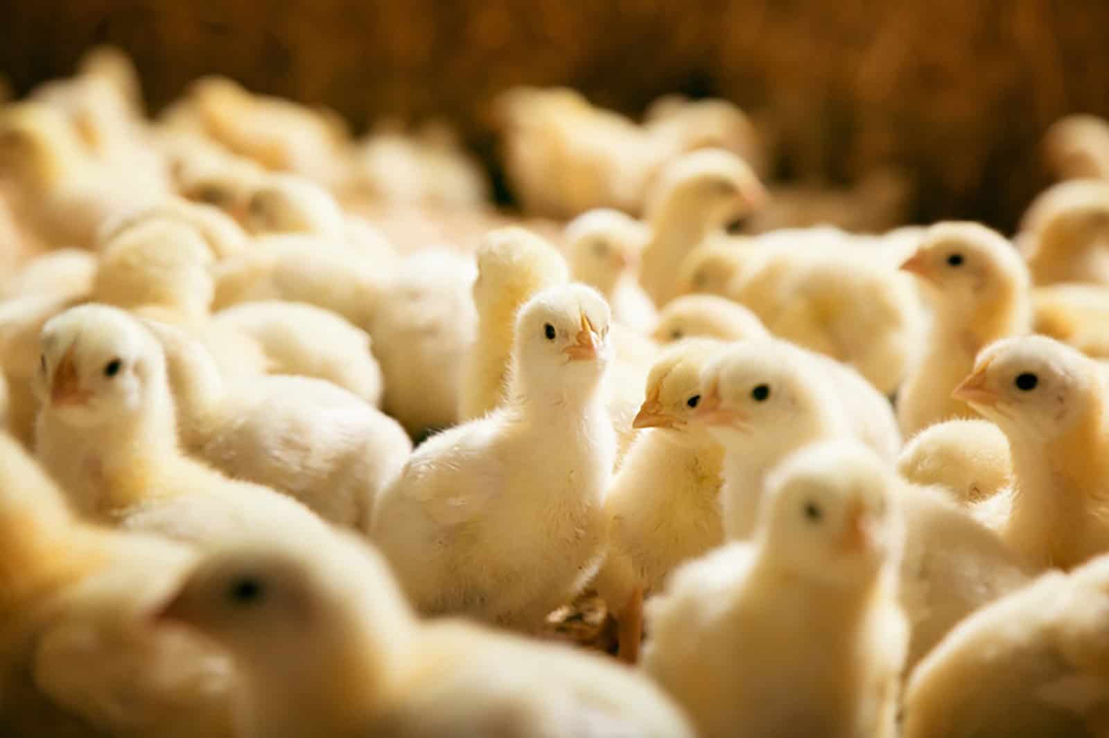 Mơ thấy gà báo điềm gì, nên đánh con gì chuẩn nhất 7 Mơ thấy gà con bạn có thể thử vận may của mình