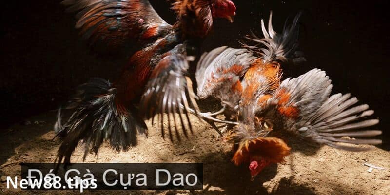 Đá Gà Cựa Dao - Kịch Tính, Hấp Dẫn Trong Từng Trận Đấu 5 Đá gà cựa dao là gì?